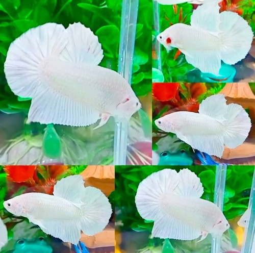 White halfmoon plakat male - white,
