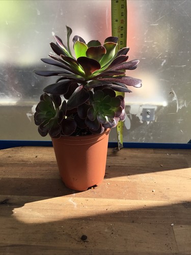 Aeonium black rose - black,