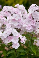 Phlox Paniculata ‘Monica