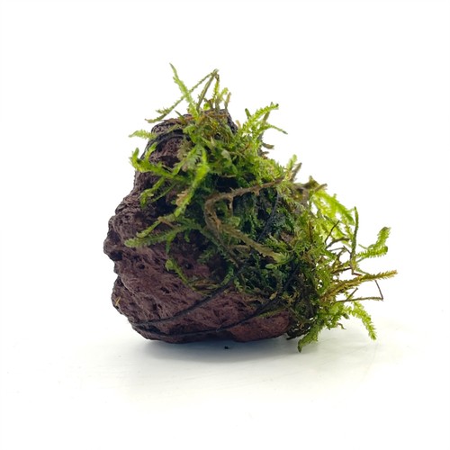 Java moss lava rock - java,