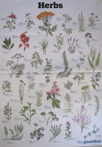 The guardian wall chart - guardian,