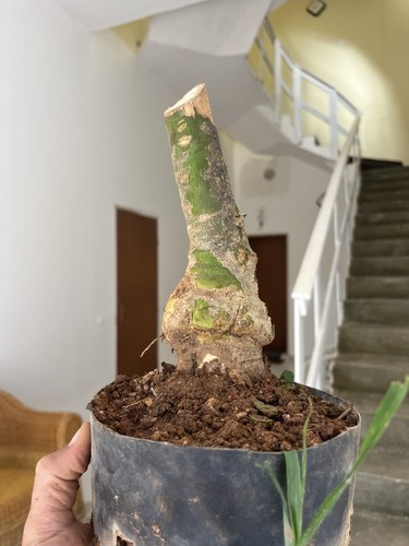 Olive bonsai mediterranean - olive,