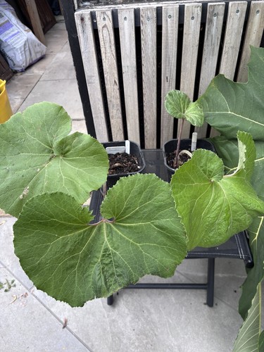 Petasites japonicus giganteus - petasites,
