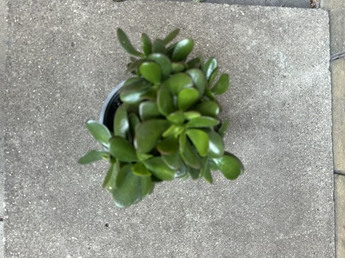Beautiful jade plant pot - beautiful,