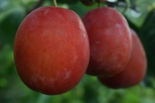 Dwarf Plum 'Victoria' ideal for patio or small gardens