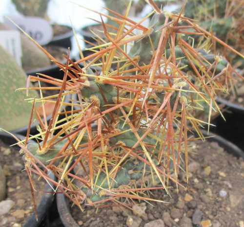 Cylindropuntia verticillata - verticillata,