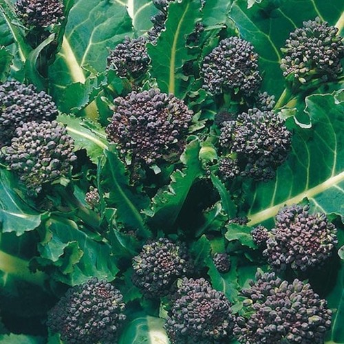 Organic early purple - organic,