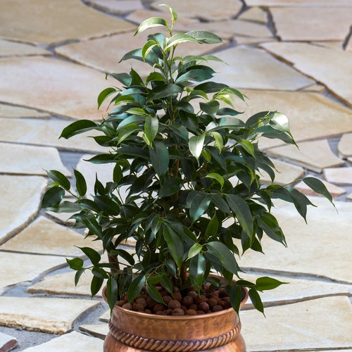 Ficus danielle weeping - ficus,