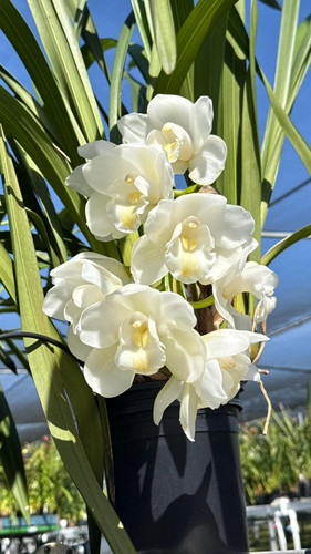 Cymbidium white snow 1 - white,