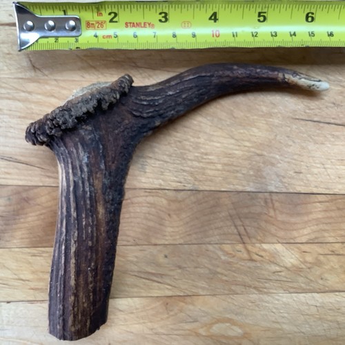 Deer antler walking stick - deer,