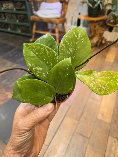 The hoya carnosa freckles - hoya,