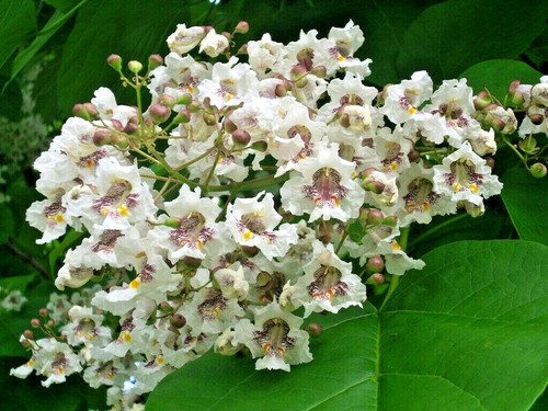 Southern catalpa seeds - 30,