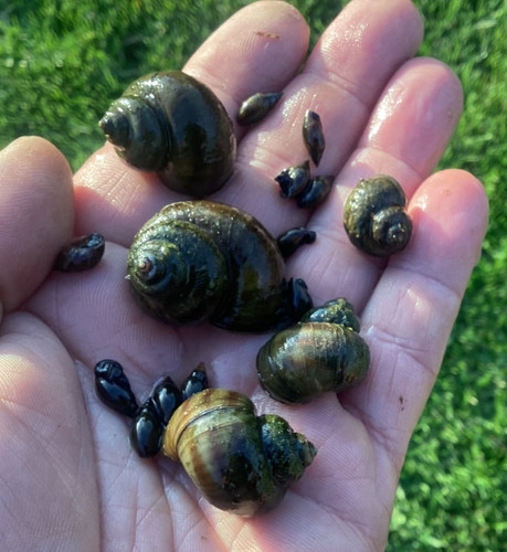Wild pond snail - wild, 5x
