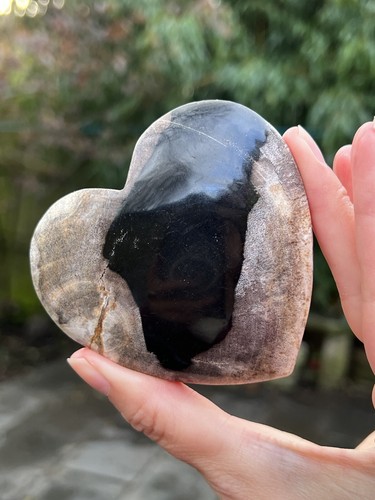 Petrified fossilised wood - fossilised,