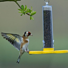 Jacobi Jayne Goldfinch Finder