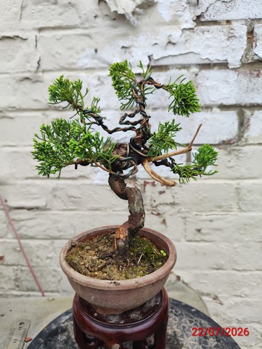 Mini juniper bonsai - juniper,
