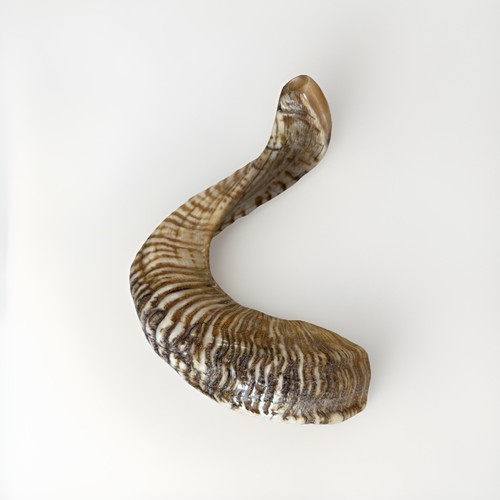 Shofar yemenite rams horn - shofar,