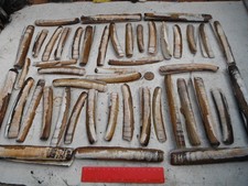 job lot of Razor Clam shells