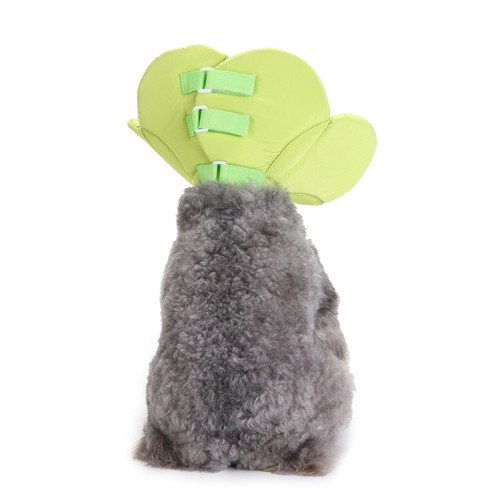 Elizabethan collar for cats - elizabethan,