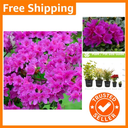 Azalea geisha purple - 'geisha, purple'