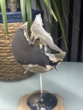 Volcano Agate Wolf On The Moon