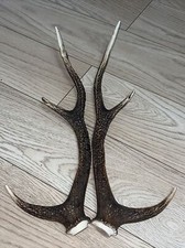 PAIR OF SIKA DEER ANTLERS