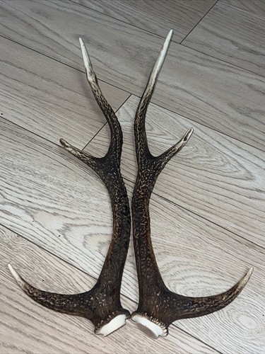 Pair sika deer antlers - pair, of