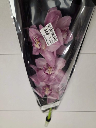 Farm fresh orchid - fresh, orchid/cymbidium