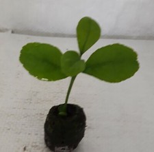 Lemon Tree, Citrus limon "