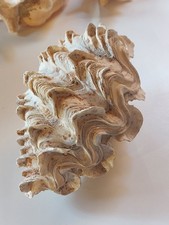 Fluted Giant Clam Shells