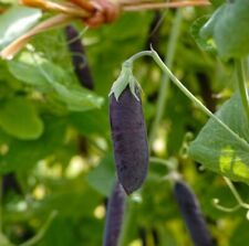 Pea Mangetout Snow Pea Shiraz - 200 Seeds
