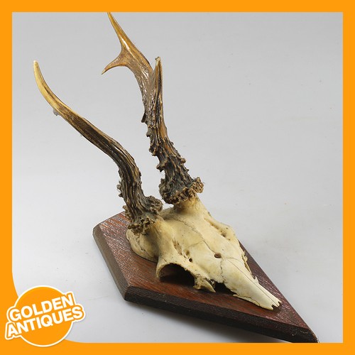 Roe deer antlers - antlers, horns