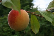 Hardy Peach 'Red Haven'  ideal for patio or small gardens.