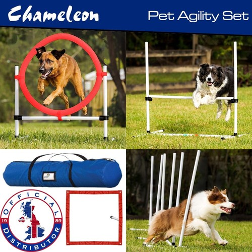 Dog pet agility - agility, jump