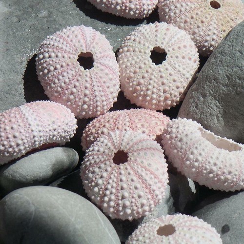 Pink sea urchin - pink,