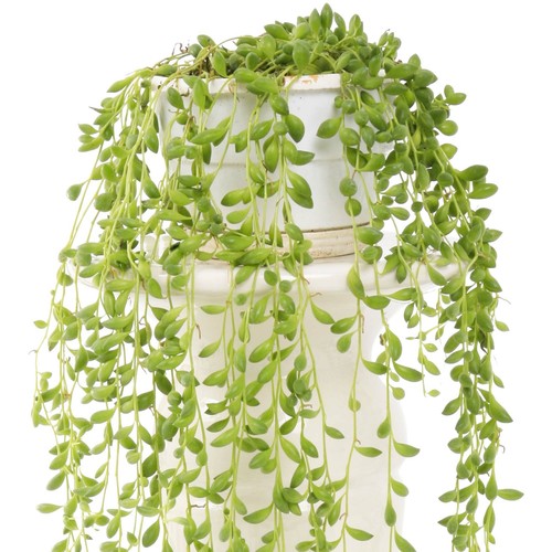 Senecio herreianus evergreen - herreianus, |