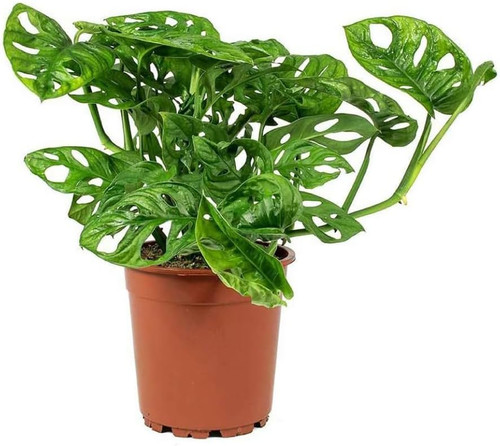 Monstera adansonii inch - monstera, 6-inch