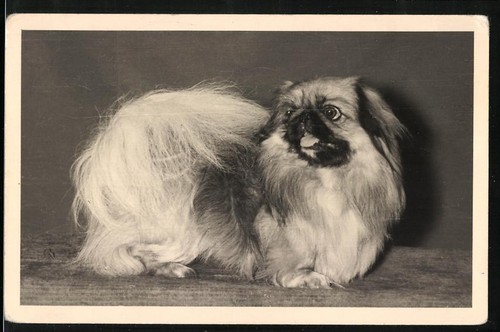 Photograph dog pekingese - dog,