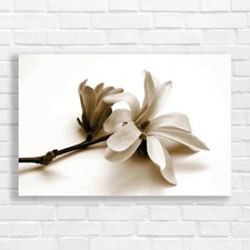 Stunning Magnolia Blossom