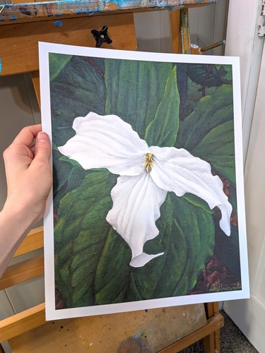 Trillium giclee art - "trillium", print