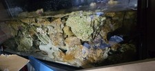 Marine Live Rock Large Selection