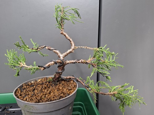 Juniper bonsai tree part - ,