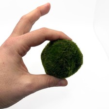 Large Marimo Moss Balls –
