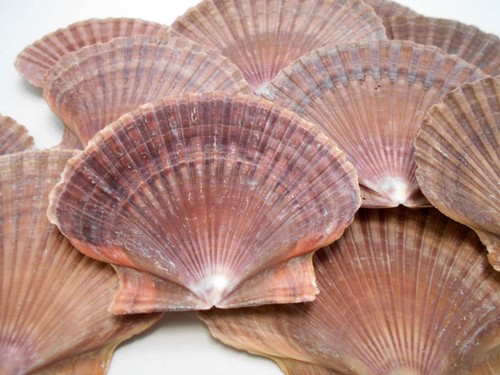 Mexican flat scallop shells - 12,