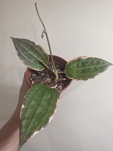 Indoor house plant hoya - indoor,