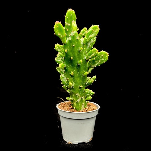 Opuntia moncantha prickly pear - moncantha,