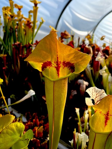 Sarracenia disp5 carnivorous - sarracenia,