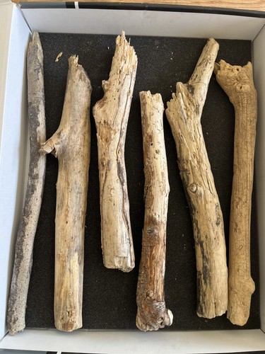 Cm long driftwood - cm,