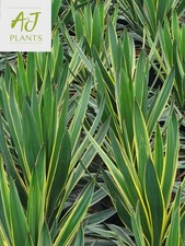 Yucca gloriosa Variegata - 3 Litre Pot - Potted Plant