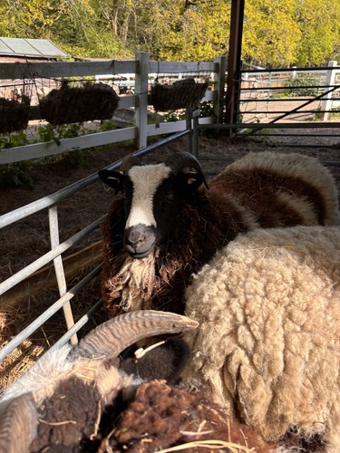 Jacob ewe lamb fleece - ewe, sale